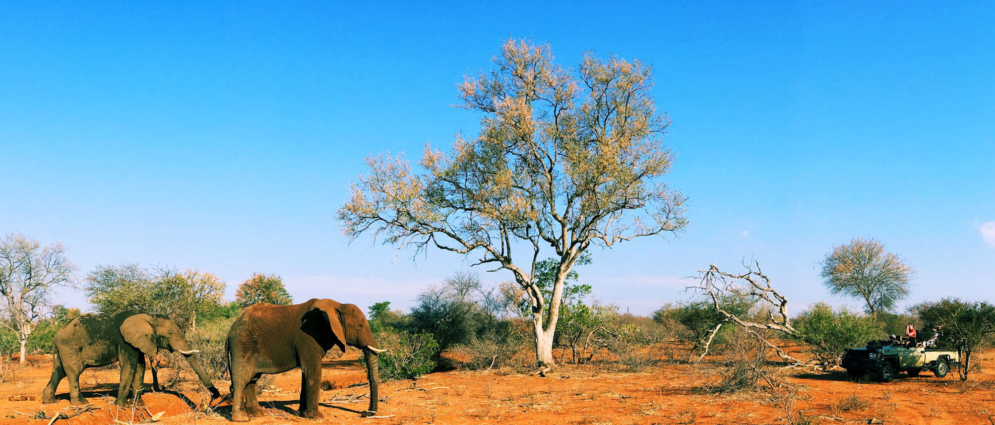 Elephants near a safari vehicle, Kruger National Park
